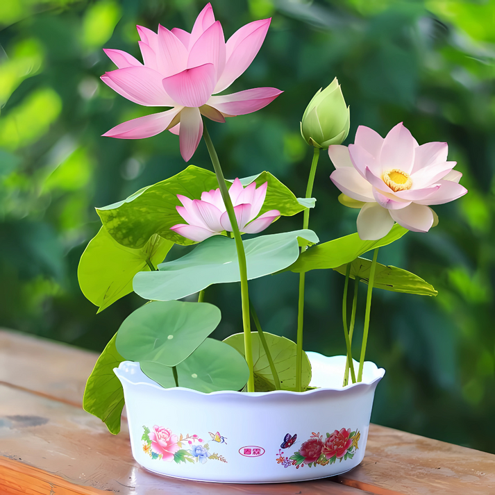 Lotus Plant Seed (Piece of 40)